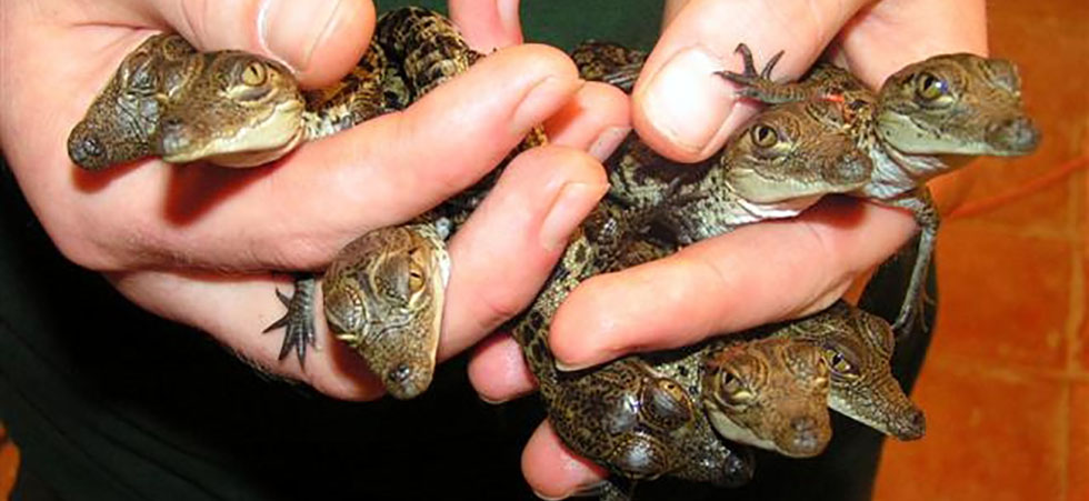 Crocodylus mindorensis