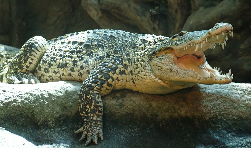 Кубинский крокодил, Crocodylus rhombifer, Cuban crocodile
