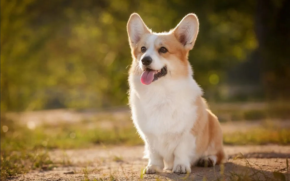 Вельш-корги пемброк: всё о породе, характере, уходе, щенках и ценах