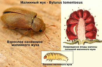 Малинный жук