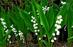 Ландыш
